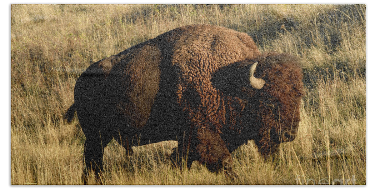 Bison Beach Towel featuring the photograph Bison by Cindy Murphy - NightVisions