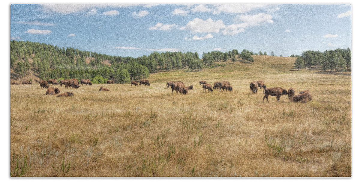 Landscape Beach Towel featuring the photograph Bison Grazing by John M Bailey