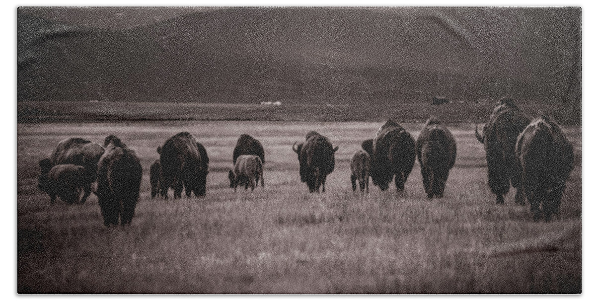 American West Beach Sheet featuring the photograph Bison Herd into the sunset - BW by Chris Bordeleau