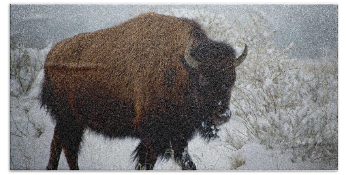 Bison Beach Towel featuring the photograph Bison In Fresh Snow by John De Bord