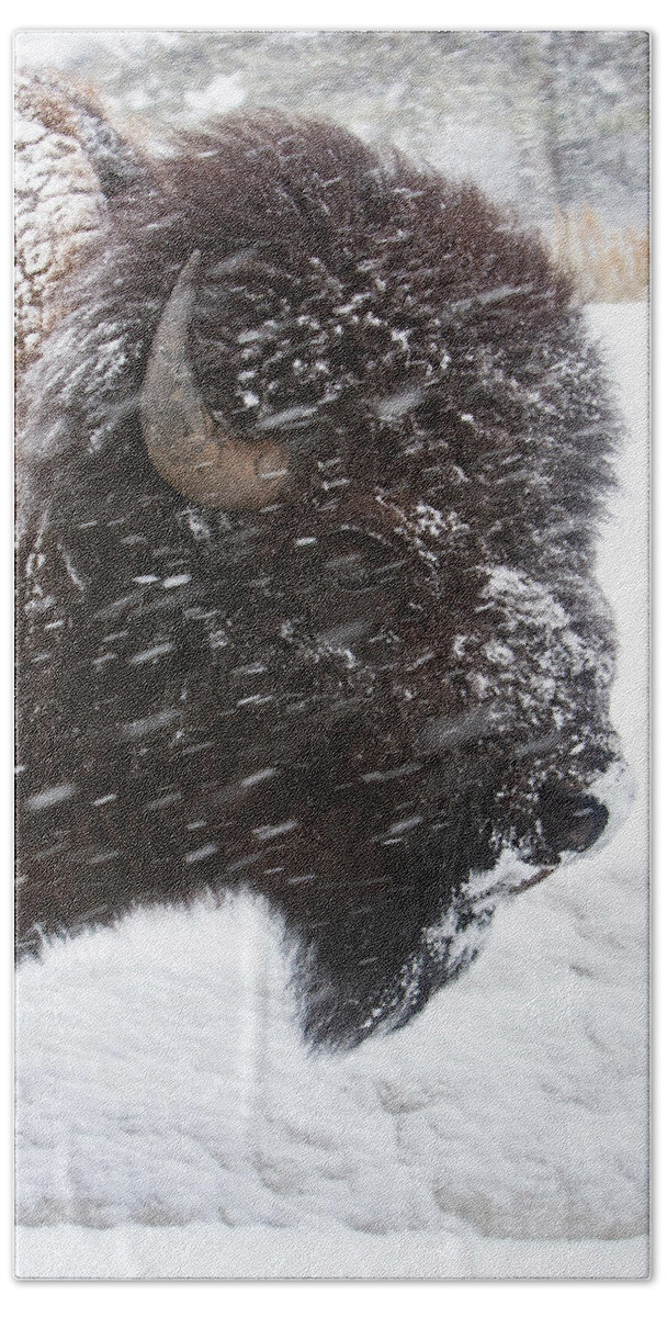 Bison Beach Towel featuring the photograph Bison in Snow by Mark Miller