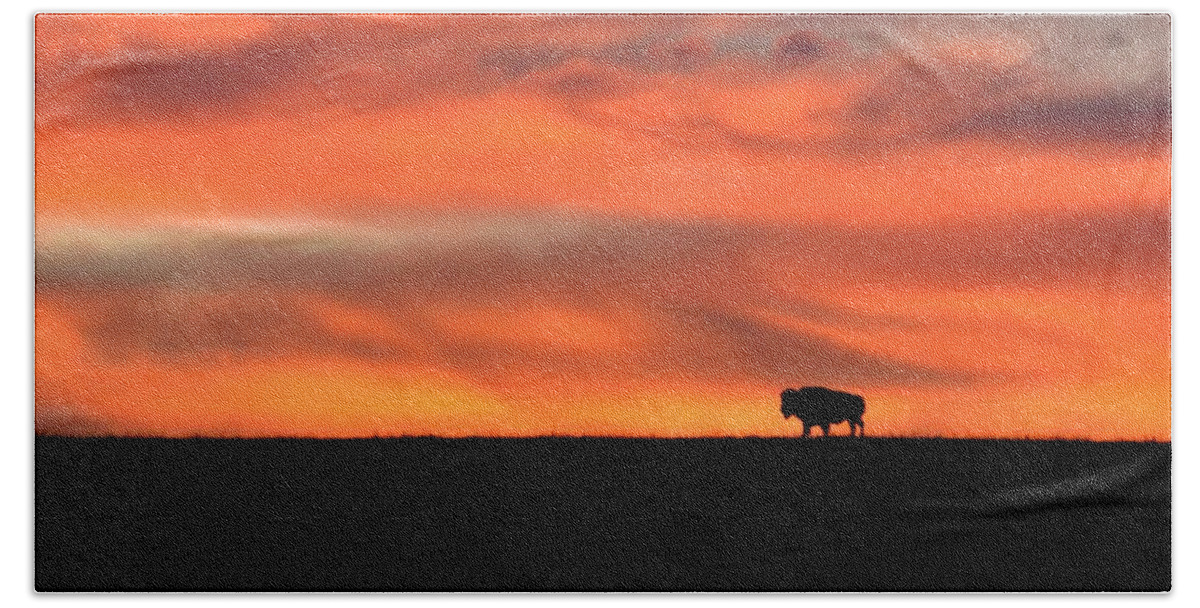  Beach Towel featuring the photograph Bison in the Morning Light by Keith Stokes