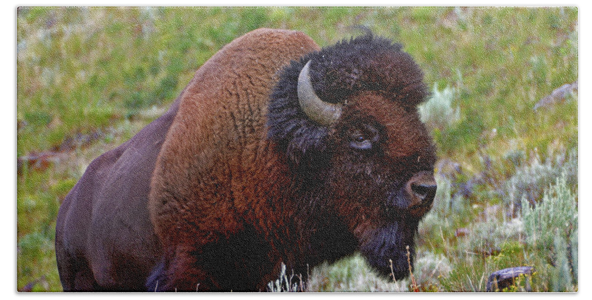 Bison Beach Towel featuring the photograph Bison by Scott Mahon