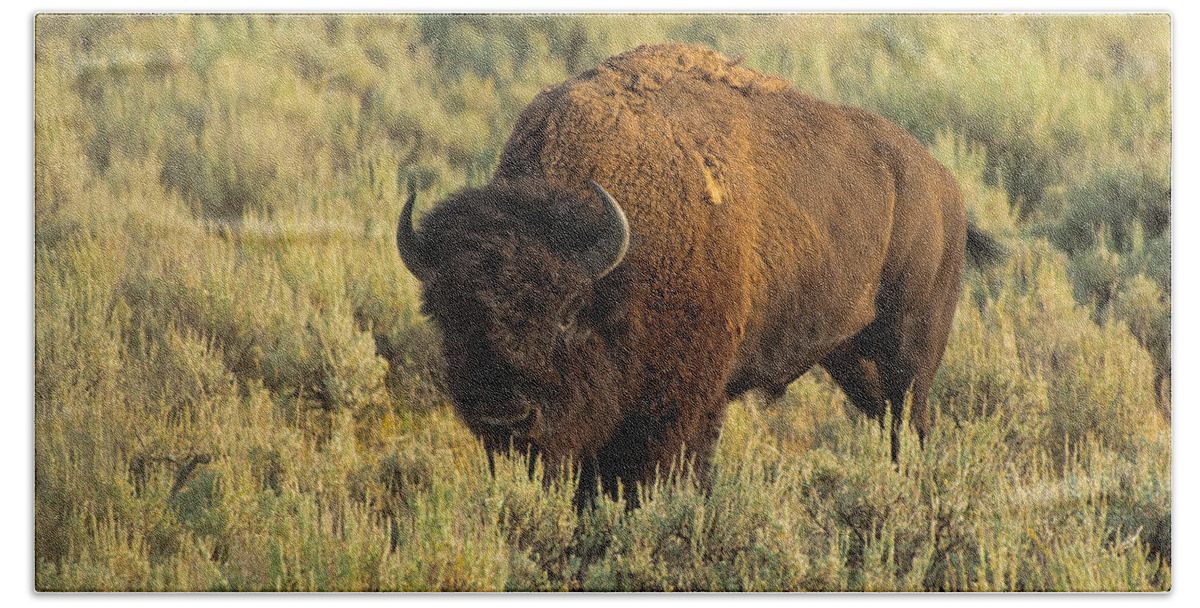 American Bison Beach Sheet featuring the photograph Bison by Sebastian Musial