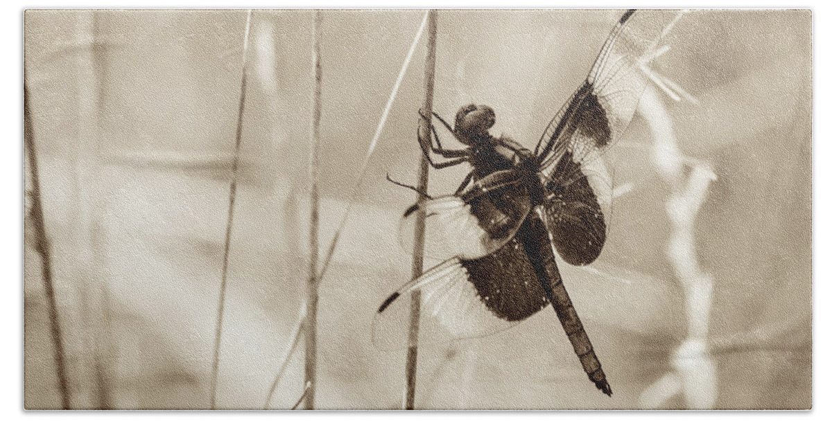 Casper Bluff Land And Water Preserve Beach Towel featuring the photograph Black and White of Widow Skimmer Dragonfly by Joni Eskridge