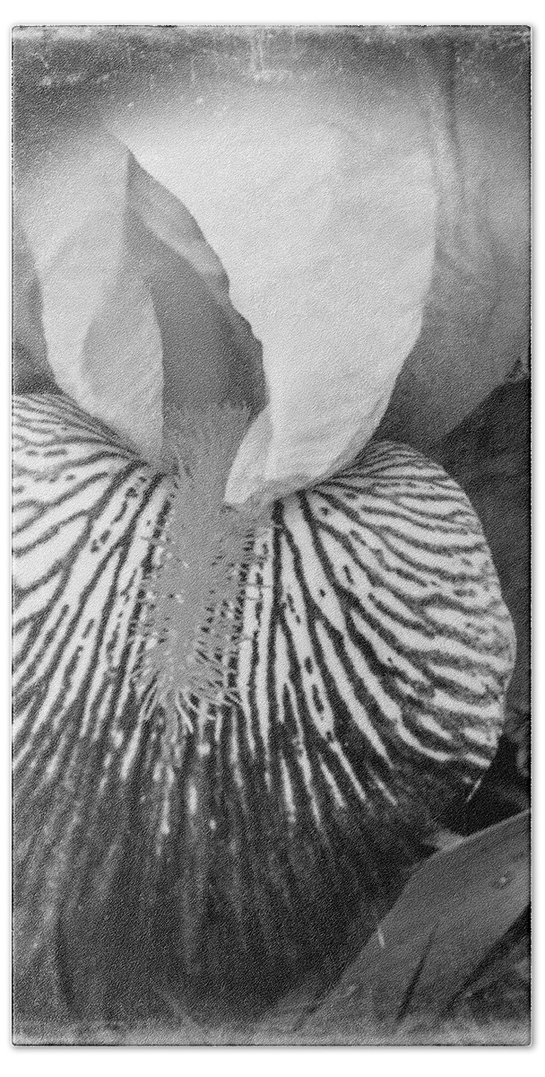 Striated Beach Towel featuring the photograph Black and White Orchid by Kathy Barney