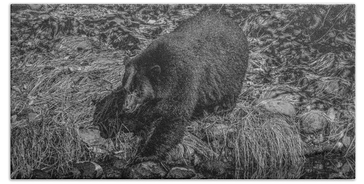 Black Bear Beach Sheet featuring the photograph Black Bear Salmon Seeker by Roxy Hurtubise