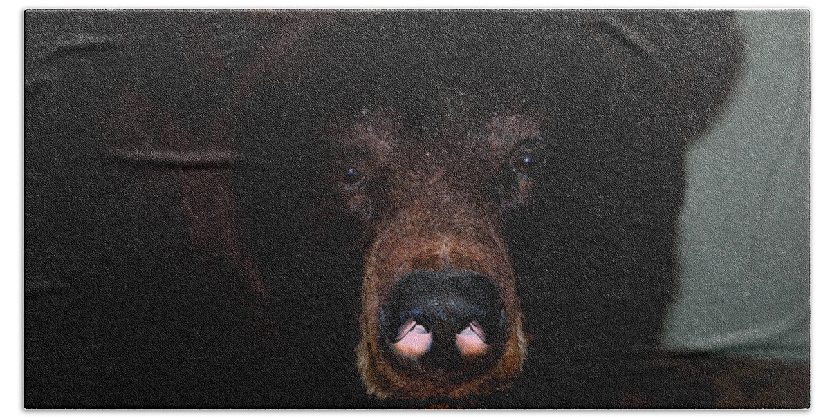 Usa Beach Towel featuring the photograph Black Bear sniff by LeeAnn McLaneGoetz McLaneGoetzStudioLLCcom