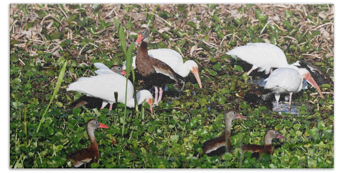 Black Bellied Whistling Ducks Beach Towel featuring the photograph Black-bellied Whistling-Duck and white ibis. by David Campione