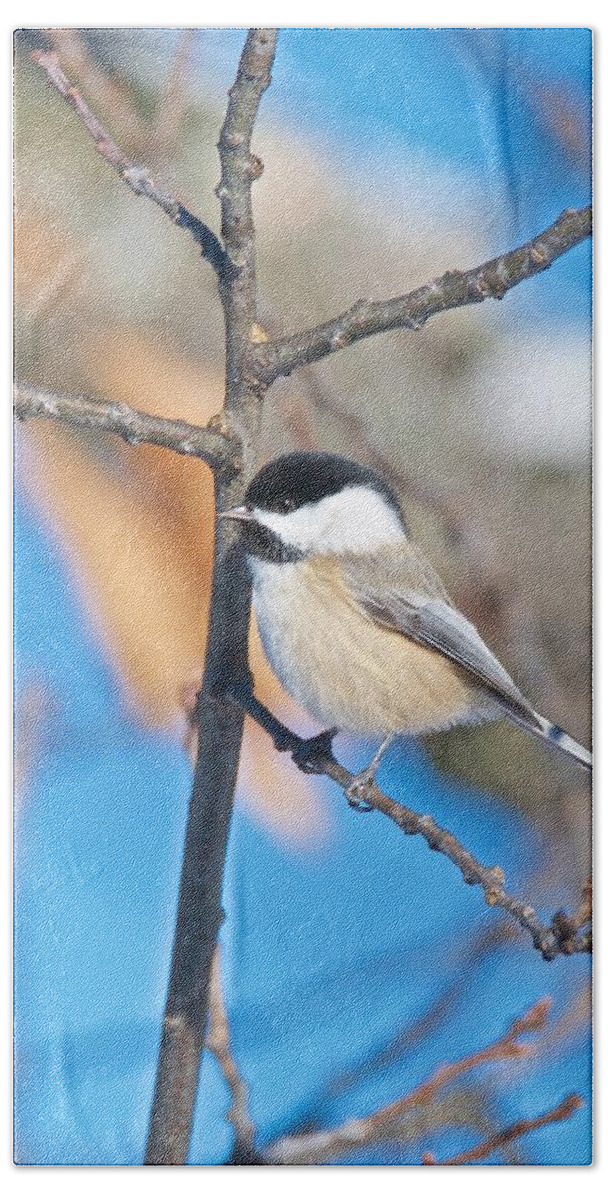 Tagspoecile Beach Towel featuring the photograph Black Capped Chickadee 1140 by Michael Peychich