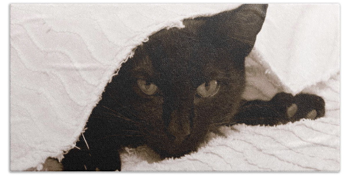 Horizontal Photograph Beach Towel featuring the photograph Black Cat in Chenille by Valerie Collins