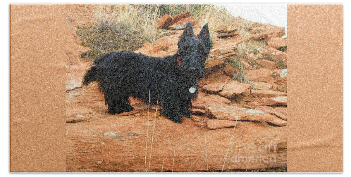 Scottish Terrier Beach Towel featuring the photograph Black Dog Red Rock by Michele Penner