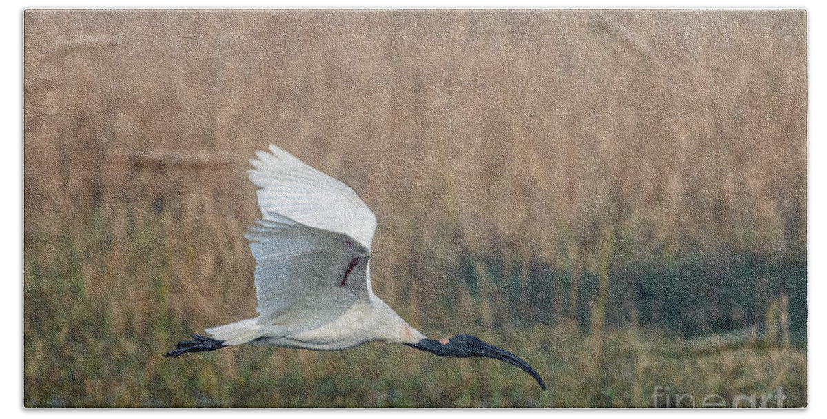National Park Beach Towel featuring the photograph Black-headed Ibis 01 by Werner Padarin