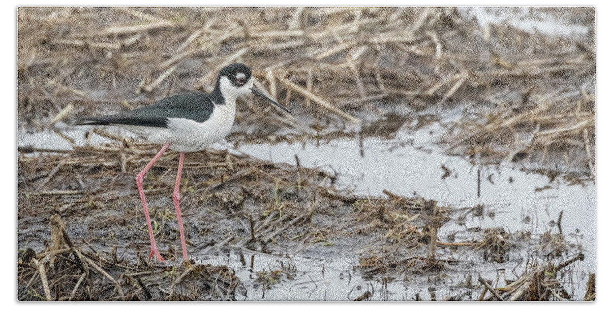 Black-necked Stilt (himantopus Mexicanus) Beach Towel featuring the photograph Black-necked Stilt 2017-1 by Thomas Young