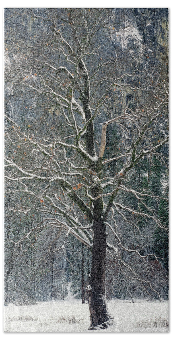 Black Oak Beach Towel featuring the photograph Black Oak Quercus Kelloggii With Dusting Of Snow by Dave Welling