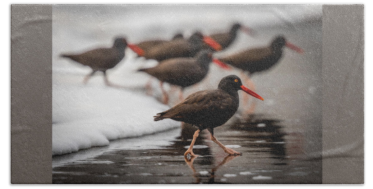 Art Beach Towel featuring the photograph Black Oystercatcher by Gary Migues