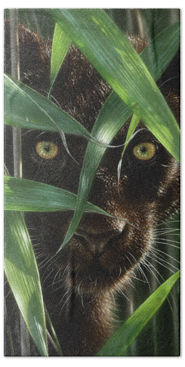 Black Panther Beach Towel featuring the painting Black Panther - Wild Eyes by Collin Bogle