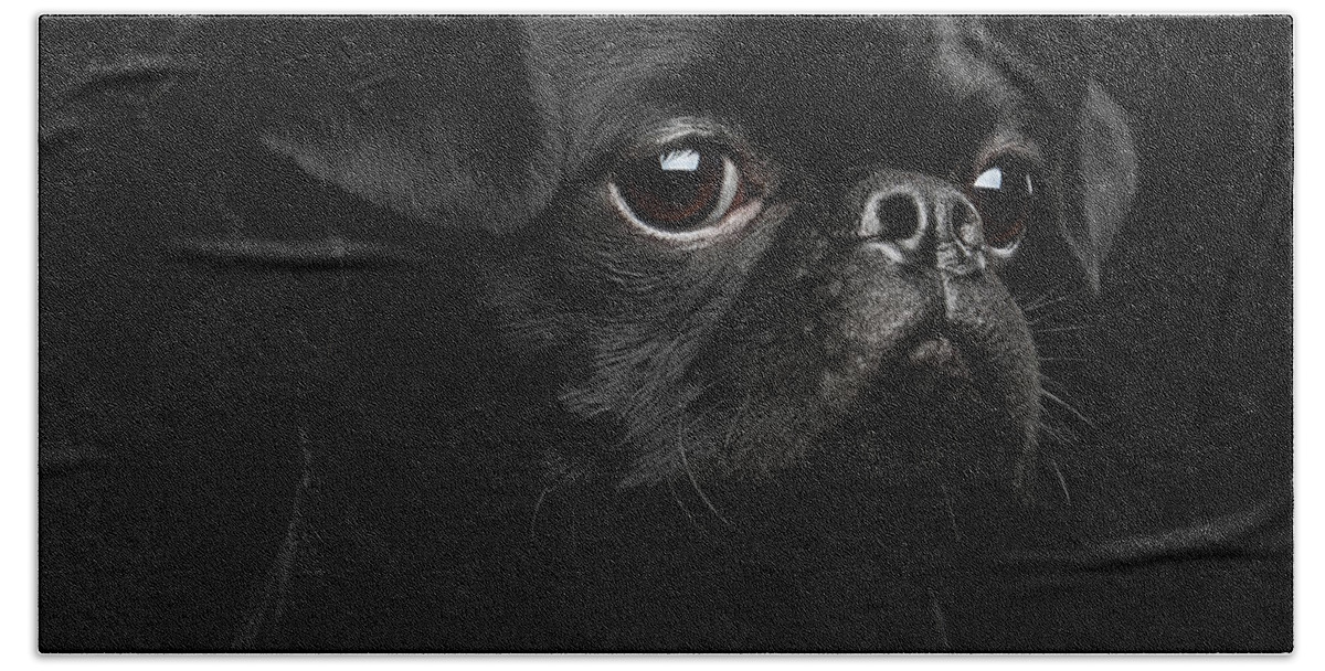 Dog Beach Towel featuring the photograph Black petit brabanson by Sergey Taran