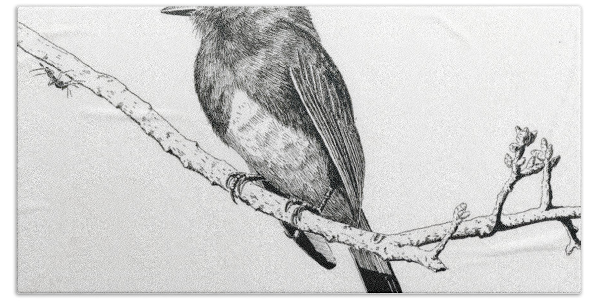 Phoebe Beach Towel featuring the drawing Black Phoebe by Timothy Livingston