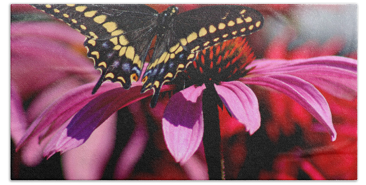 Insect Beach Towel featuring the photograph Black Swallowtail Butterfly on Coneflower Square by Karen Adams