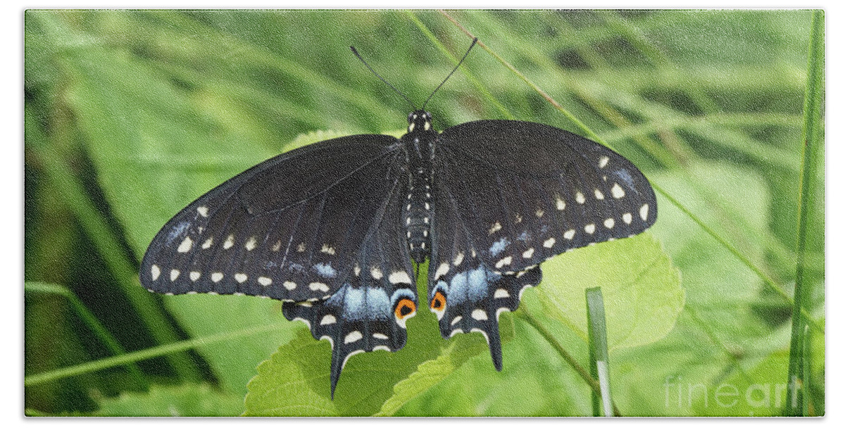 Black Swallowtail Butterfly Beach Towel featuring the photograph Black Swallowtail Butterfly Spreads It's Wings by Robert E Alter Reflections of Infinity