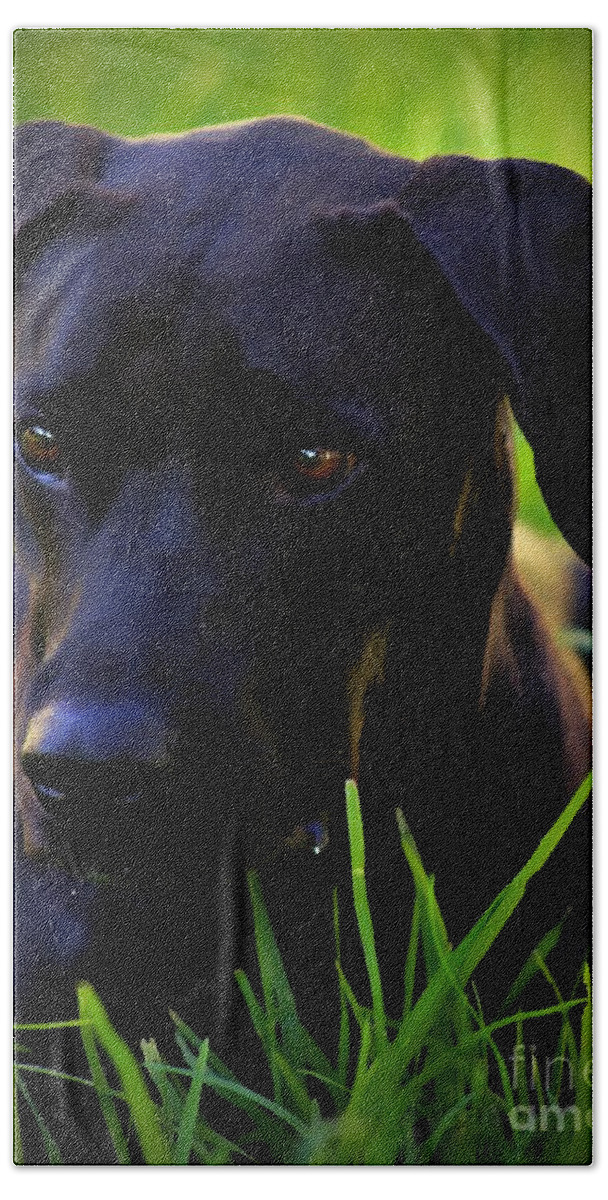 Black Dog Beach Sheet featuring the photograph Black Velvet by Clare Bevan