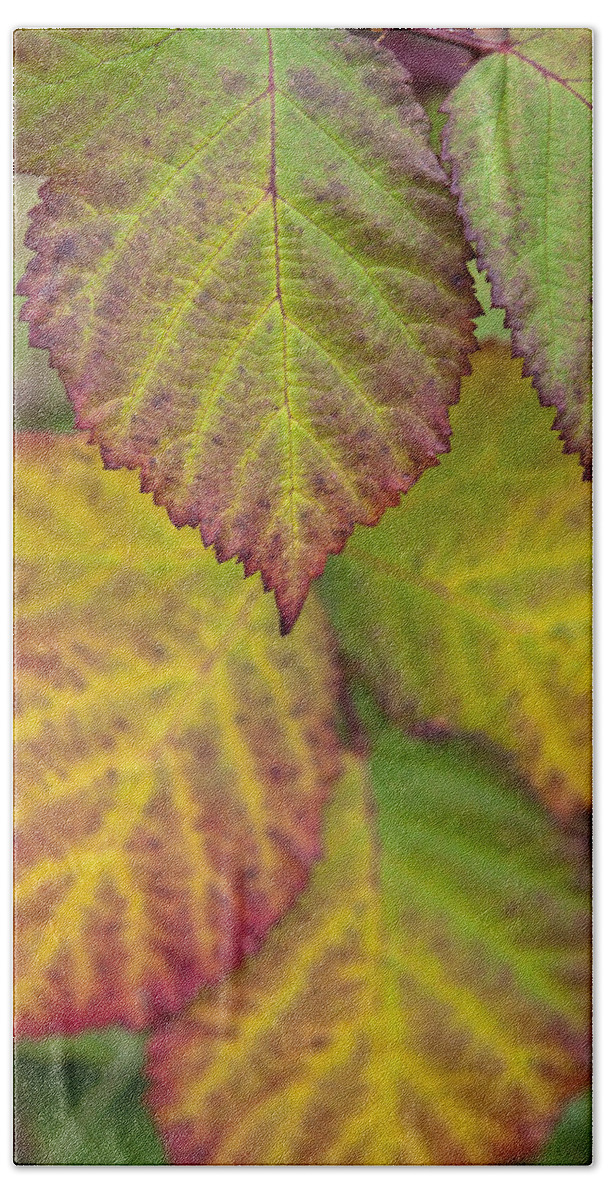 Leaves Beach Towel featuring the photograph Blackberry Autumn by Denise Dethlefsen