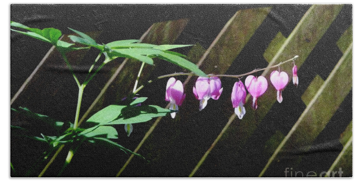 Flowers Beach Towel featuring the photograph Bleeding Hearts all in a Row by Margie Avellino