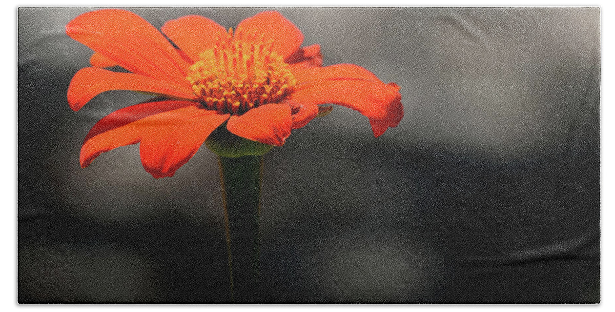 Art Beach Towel featuring the photograph Blood Orange Daisy by Bradley Dever