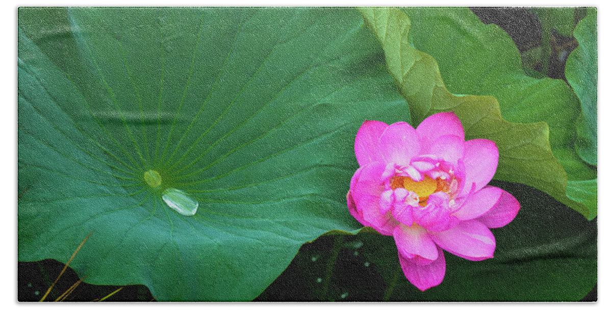 Bloom Beach Towel featuring the photograph Blooming Pink and Yellow Lotus Lily by Dennis Dame