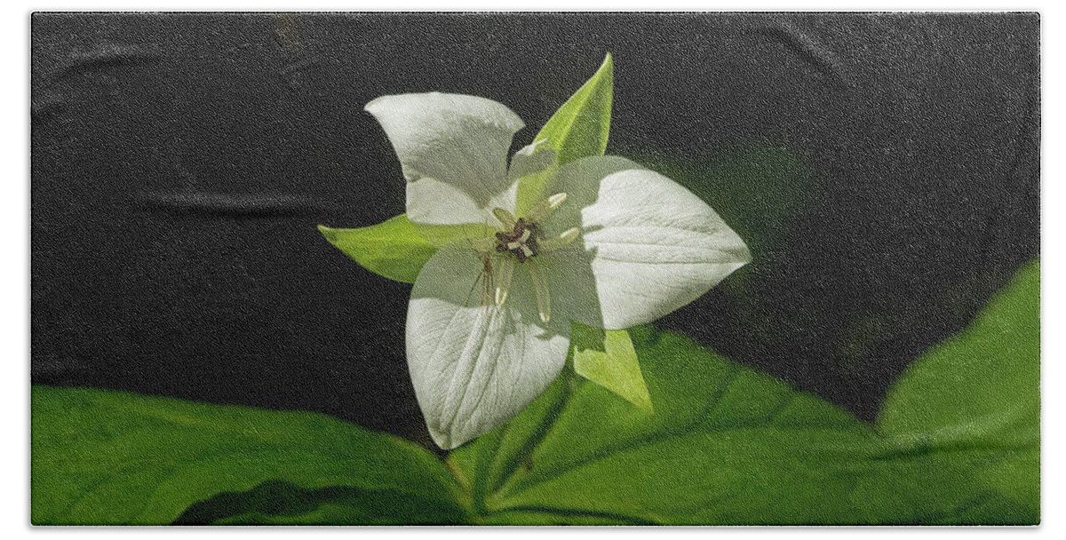 Sweet White Trillium Beach Towel featuring the photograph Blooming Trillium by Mike Eingle