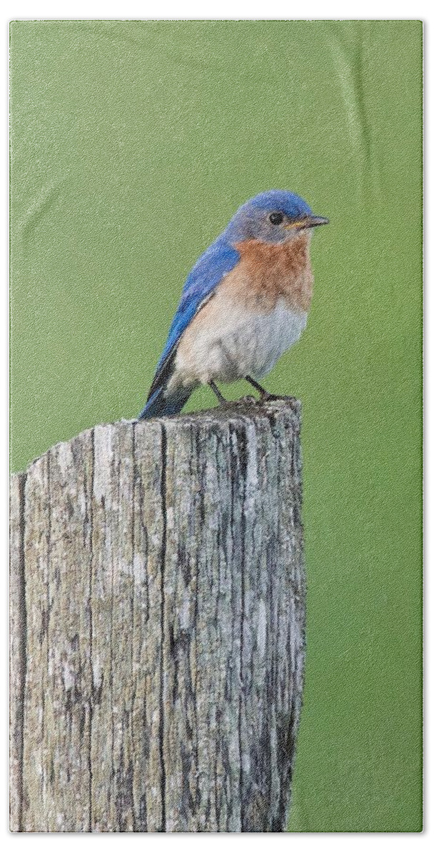 Male Beach Sheet featuring the photograph Blue Bird on Cedar Post by Michael Peychich