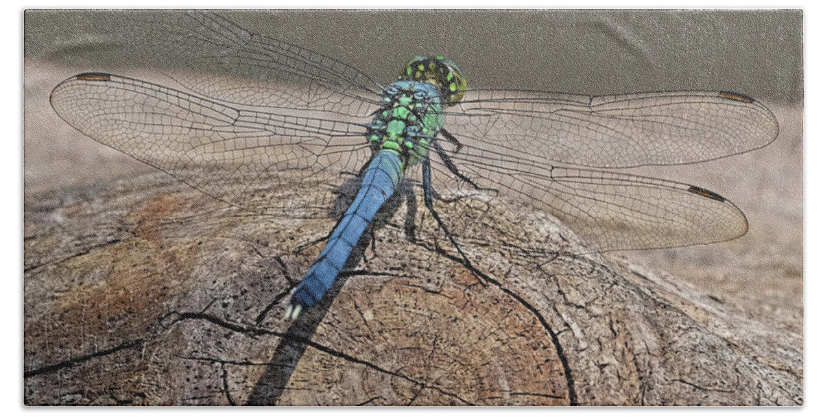 Dragonfly Beach Towel featuring the photograph Blue Dragonfly on log by Ronda Ryan