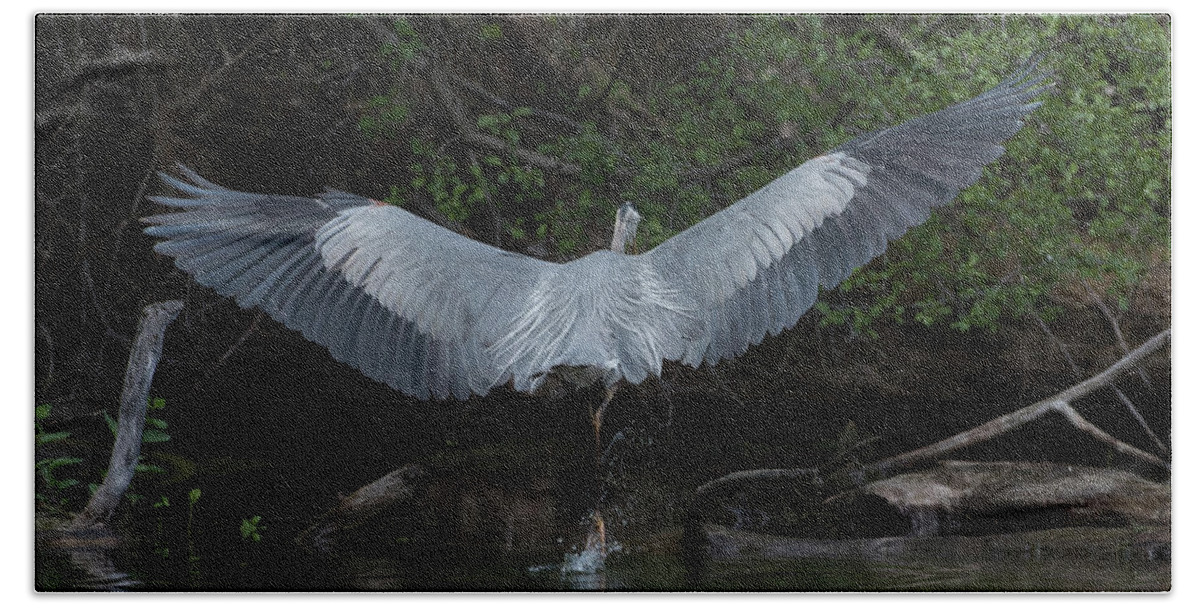 Blue Heron Beach Towel featuring the photograph Blue Heron Back Feathers by Michael Hall