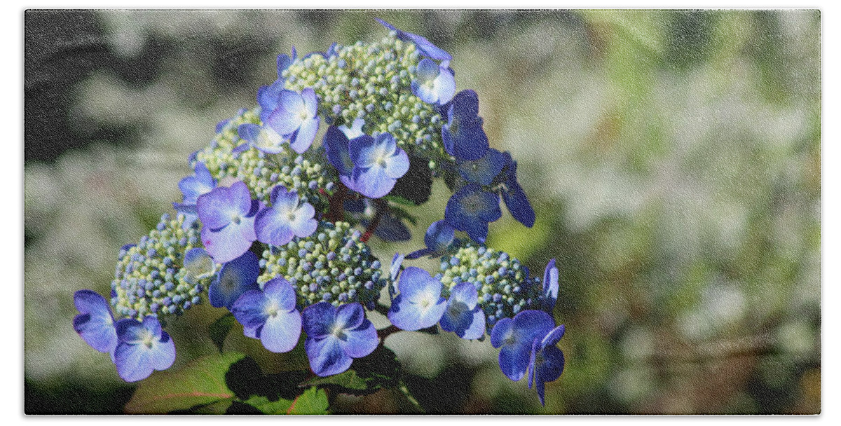 Hydrangea Beach Towel featuring the photograph Blue Hydrangea by Living Color Photography Lorraine Lynch