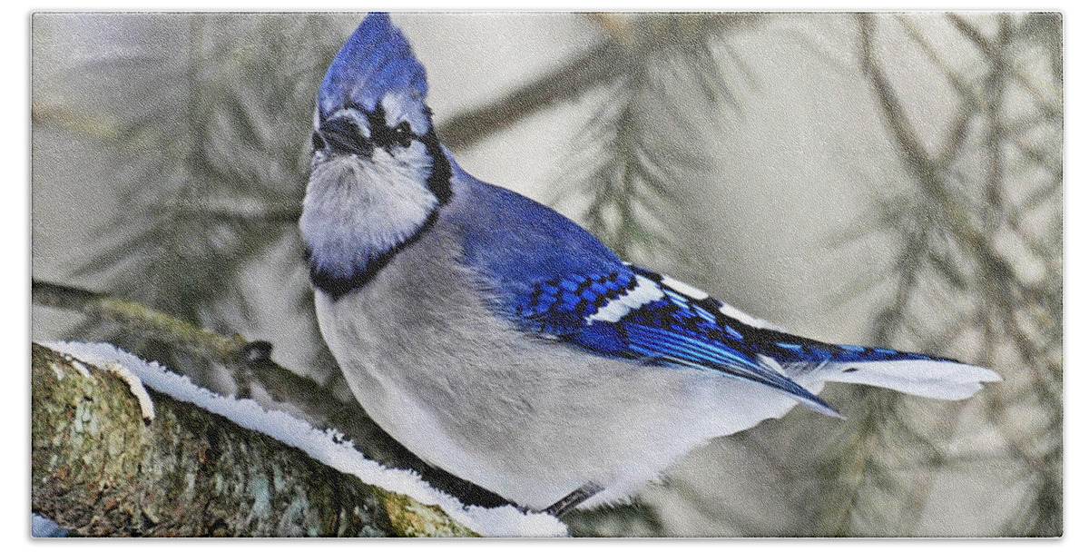 Bird Beach Sheet featuring the photograph Blue Jay in Winter by Rodney Campbell