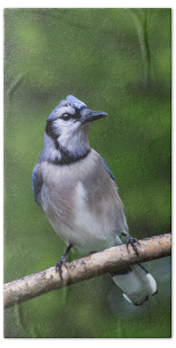 Spring Beach Towel featuring the photograph Blue Jay on Alert by John Benedict