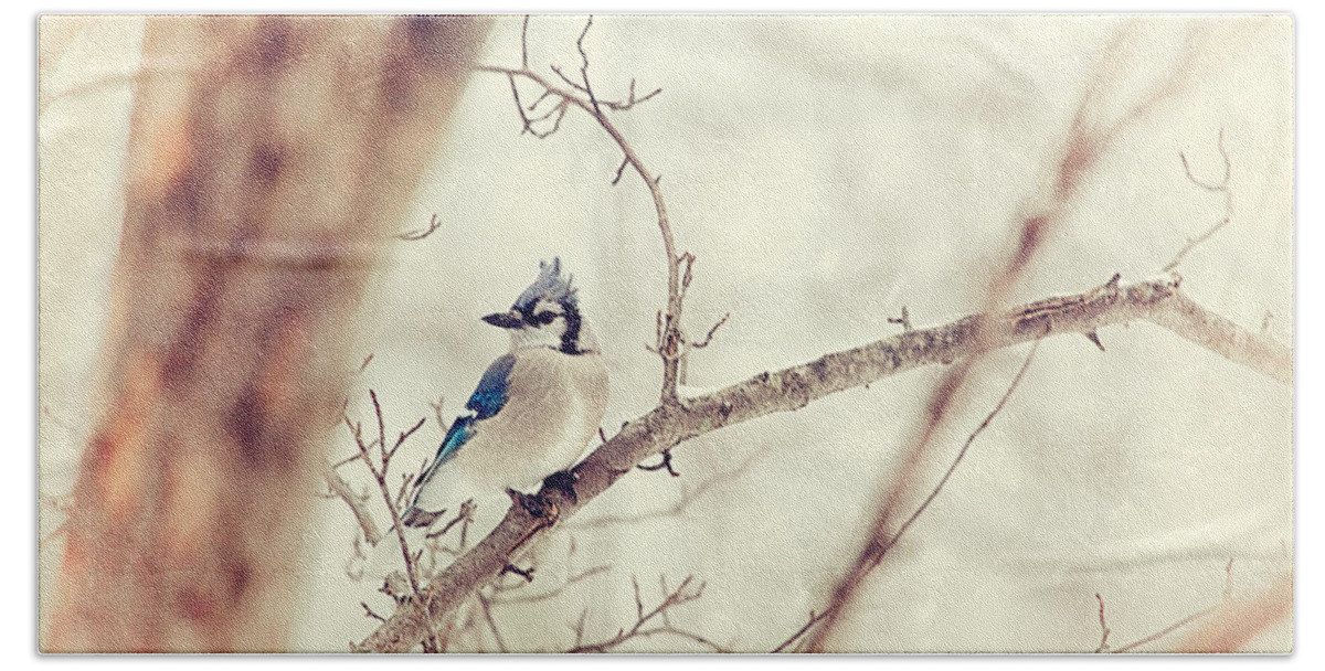 Blue Jay Beach Towel featuring the photograph Blue Jay Winter by Karol Livote