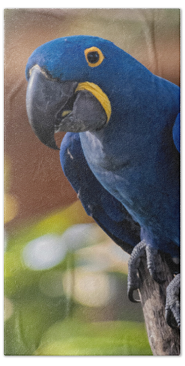 Florida Beach Towel featuring the photograph Blue Macaw by Mark Myhaver