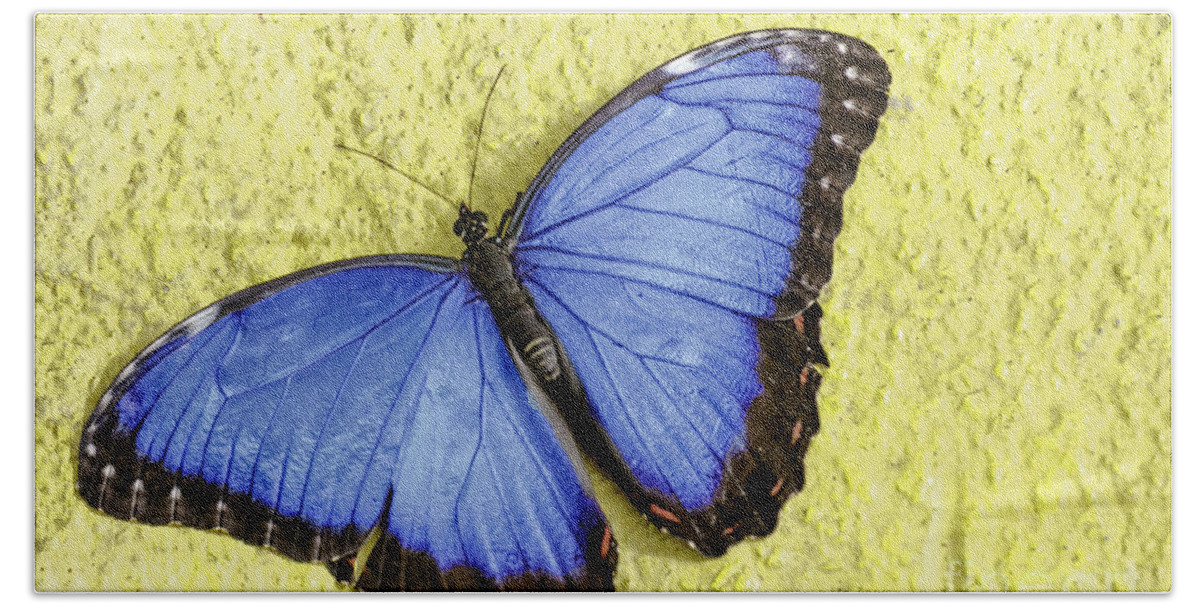 Butterfly Wonderland Beach Towel featuring the photograph Blue Morpho Butterfly by Richard J Thompson