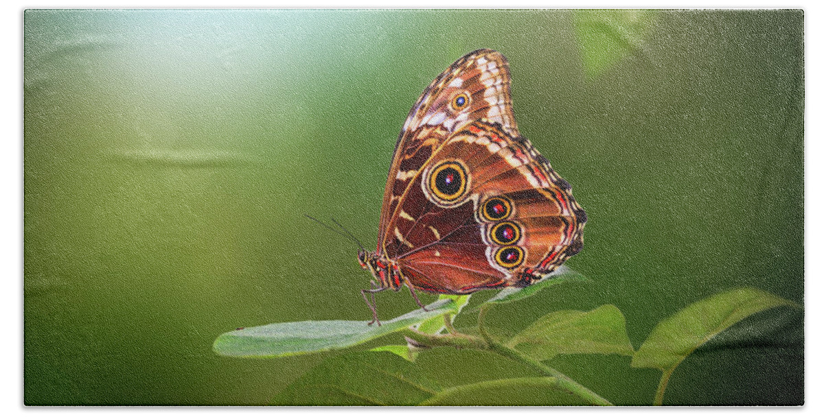 Butterfly Beach Towel featuring the photograph Blue Morpho Butterfly by Tim Abeln