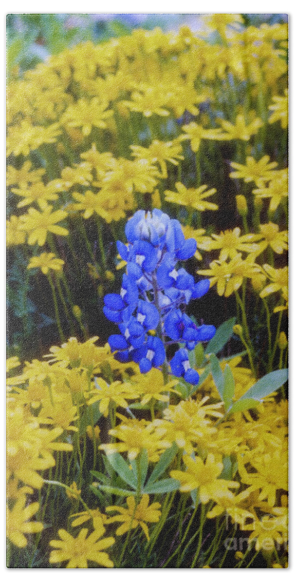 Lady Bird Johnson Wildflower Center Beach Towel featuring the photograph Blue on Yellow by Bob Phillips