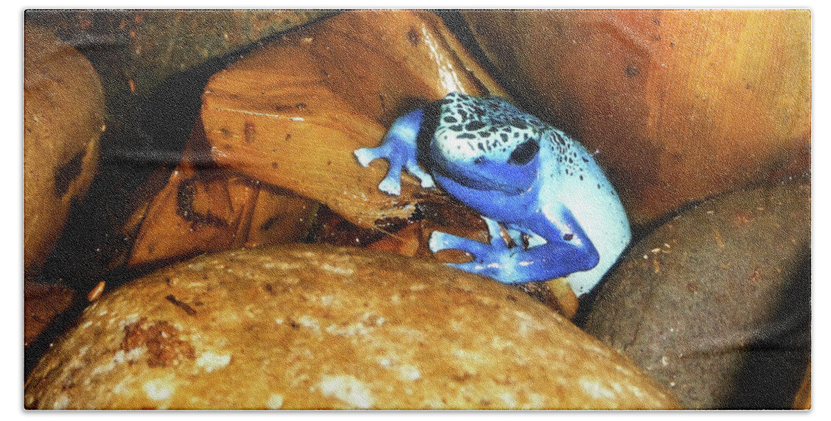 Poison Dart Frog Beach Towel featuring the photograph Blue Poison Dart Frog by Anthony Jones