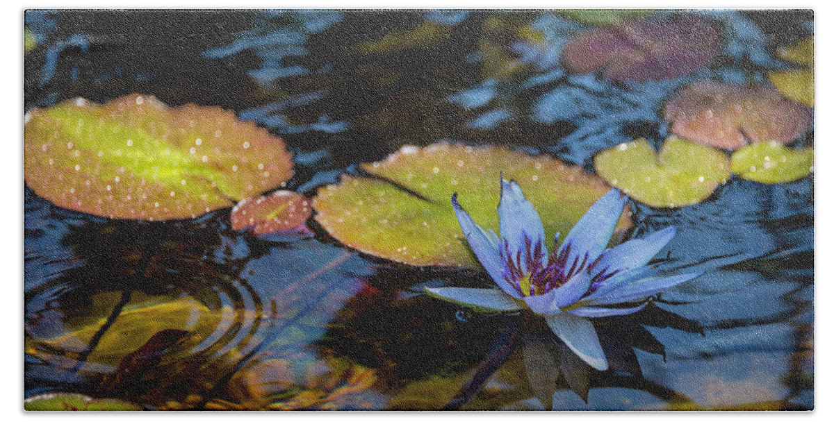 Blue Water Lily Flower Pond Beach Towel featuring the photograph Blue Water Lily Pond by Brian Harig