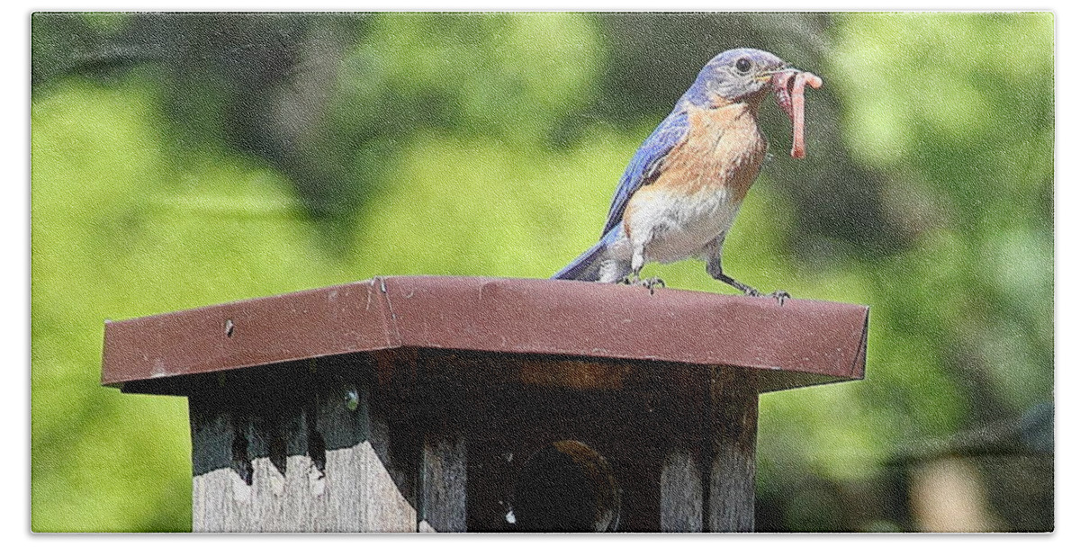 Bluebird Beach Towel featuring the photograph Bluebird Breakfast Feeding by Allen Nice-Webb