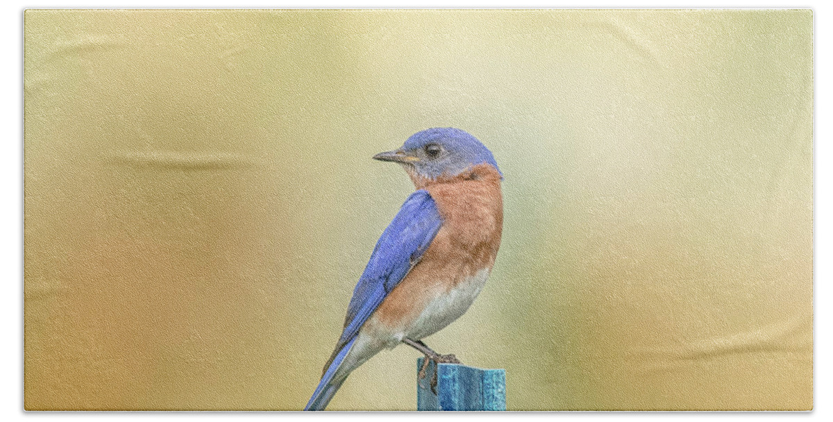 Nature Beach Sheet featuring the photograph Bluebird On Blue Stick by Robert Frederick