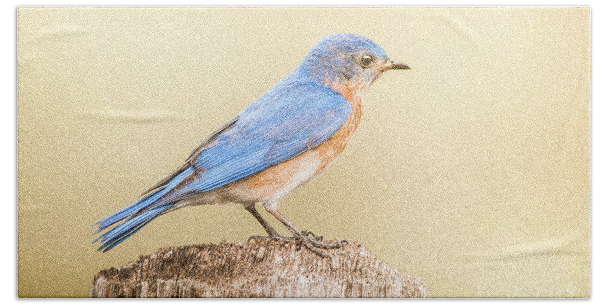 Nature Beach Towel featuring the photograph Bluebird On Fence Post by Robert Frederick