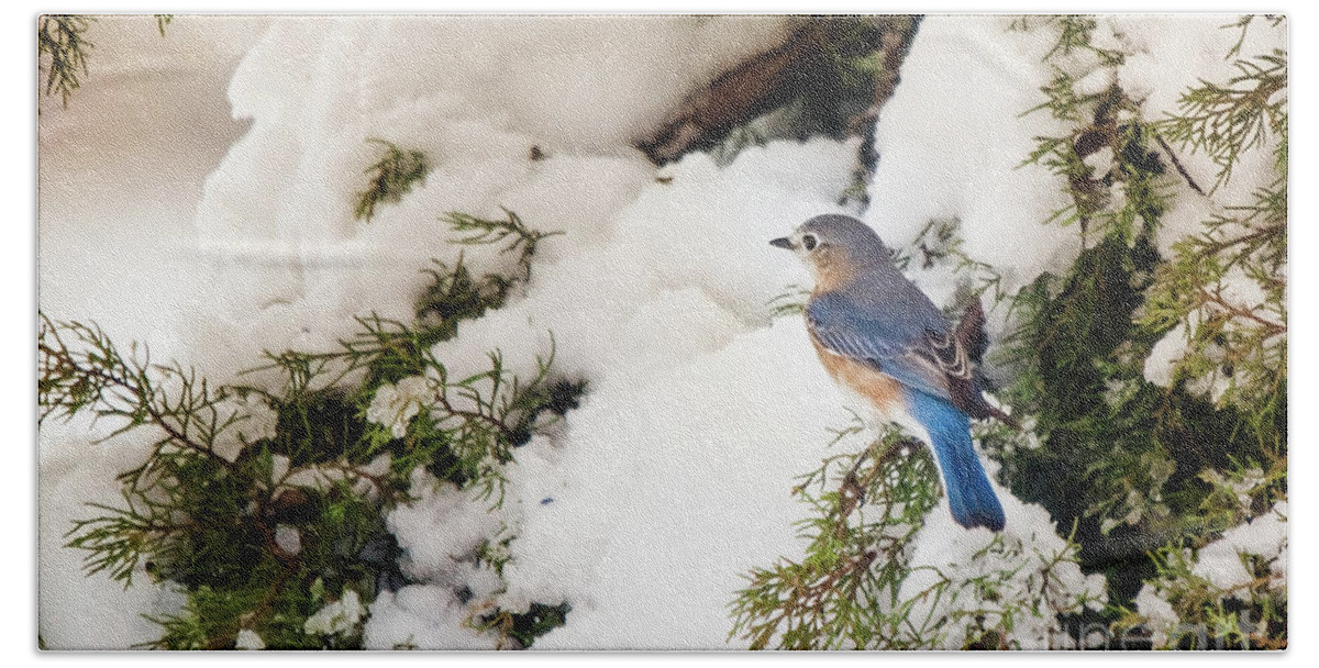 Nature Beach Sheet featuring the photograph Bluebird On Snow-Laden Cedar by Robert Frederick