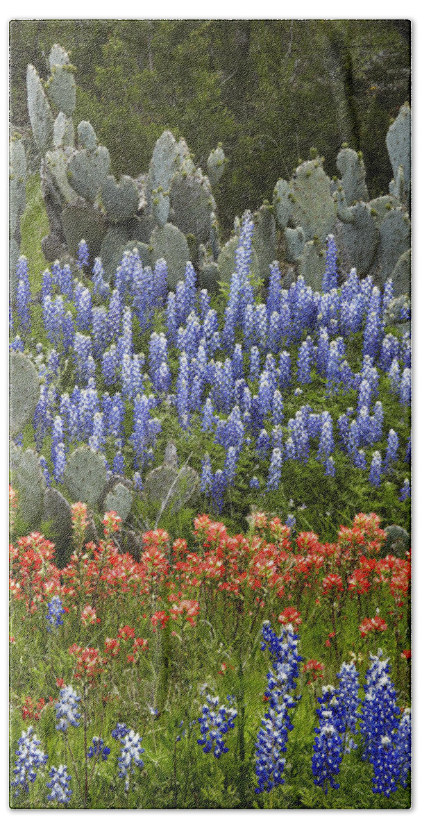 Mp Beach Towel featuring the photograph Bluebonnet Paintbrush and Prickly Pear by Tim Fitzharris