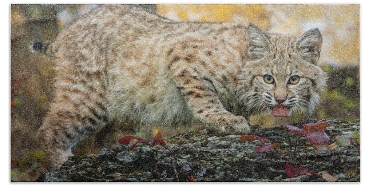 2018 Beach Towel featuring the photograph Bobcat Eating by Jerry Fornarotto